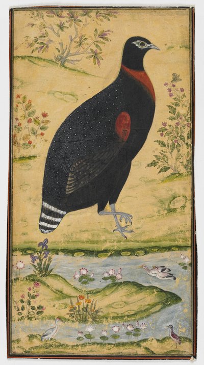 A Spurfowl in a Landscape, late 17th century by Mughal School